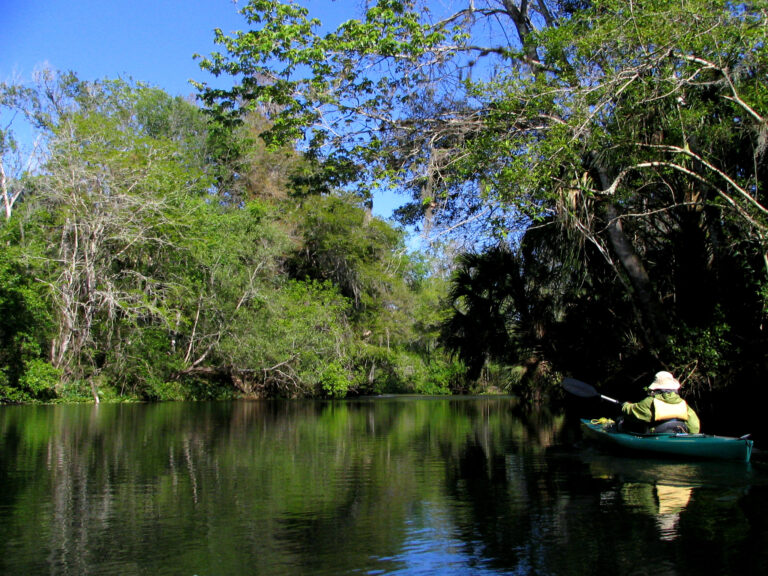 A person paddling a canoe on the Hillsborough River, surrounded by trees.