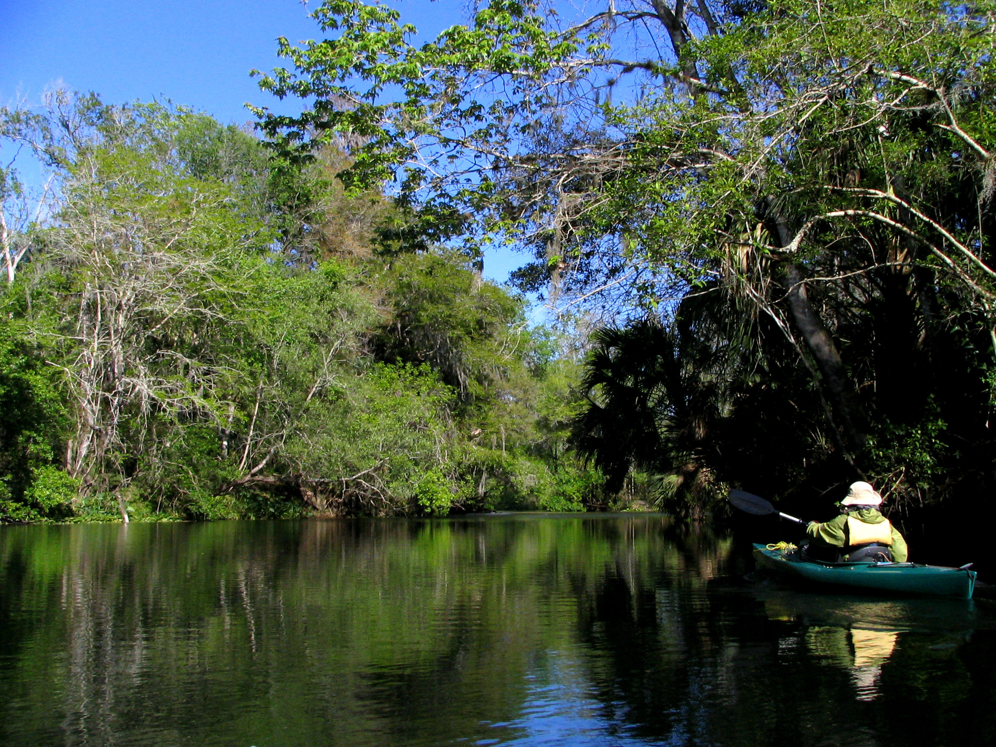 A person paddling a canoe on the Hillsborough River, surrounded by trees.